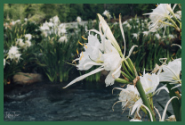 A tall stand of lilies in bloom.