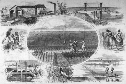 A series of vignettes of the work of rice cultivation, including threshing, flood gates, ditching, and reaping.