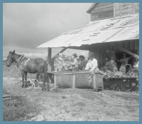 A group of people stands under the awning of a tobacco barn. A mule is hitched to a skid full of tobacco leaves.