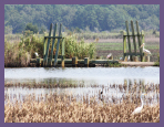 A rice field with several birds in it on a sunny day.