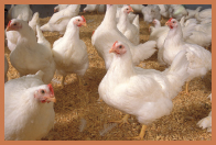 A flock of many chickens.