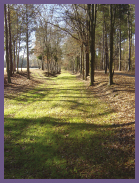 A tree-lined, overgrown colonial-era road on a sunny day.